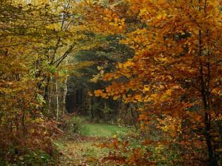 Paysage automnal - Eliane NENANT