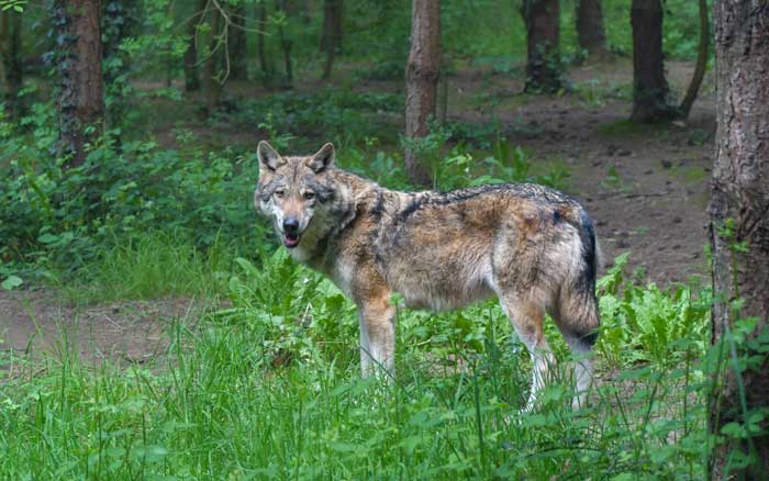 Photographie d'illustration d'un loup gris