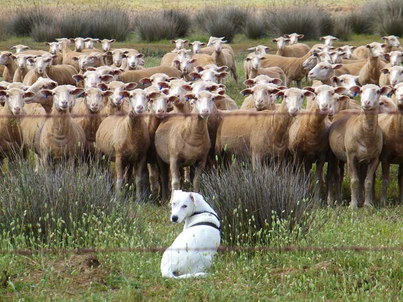 Photographie représentant un chien de berger protégeant un troupeau d'ovins