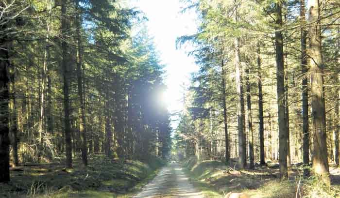 Photographie Forêt Le Rousset